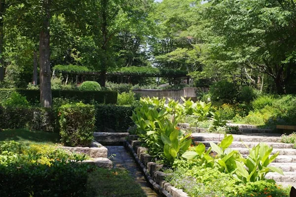 Stream garden with native ferns, shrubs and mature trees