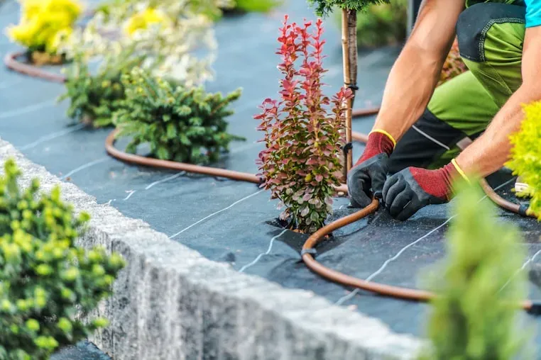 Landscapers planting shrubs along a stone border with drip irrigation