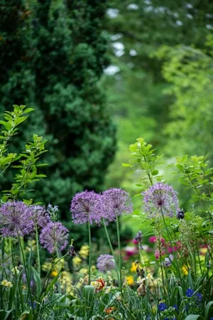 Purple allium flowers in a green border