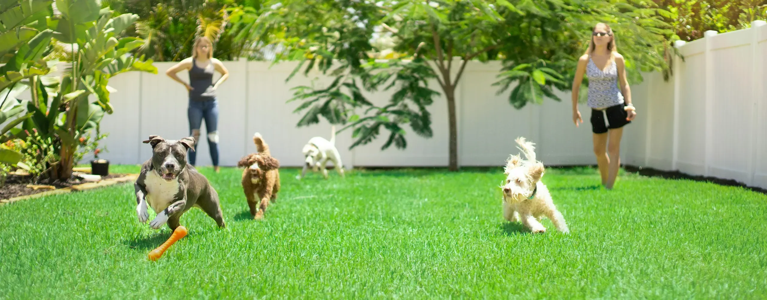 Dogs running across a freshly installed lawn in a fenced backyard